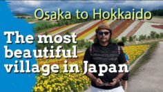 Japan biggest sunflower park