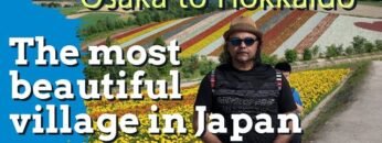 Japan biggest sunflower park